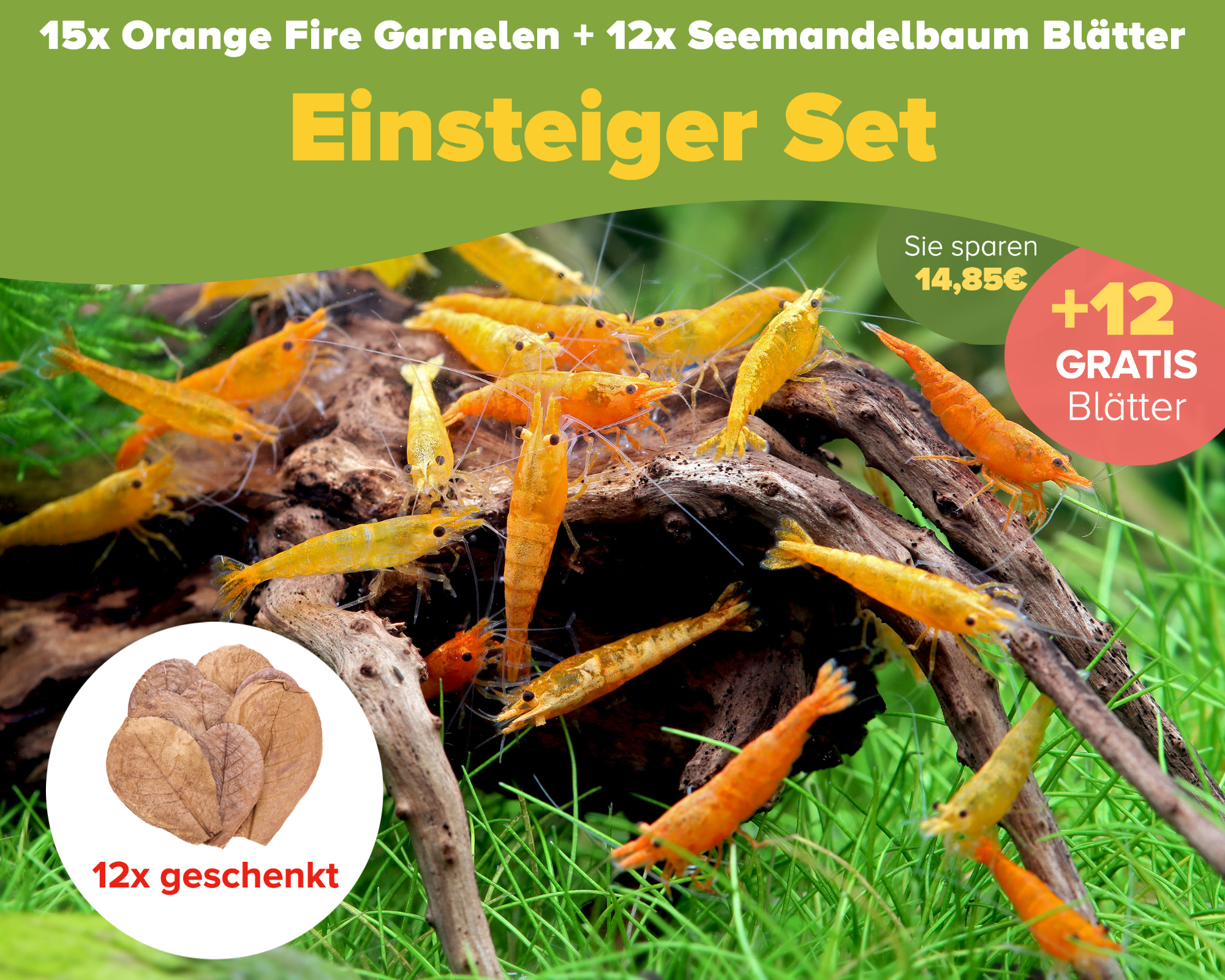 Orange Fire Shrimp Care Guide